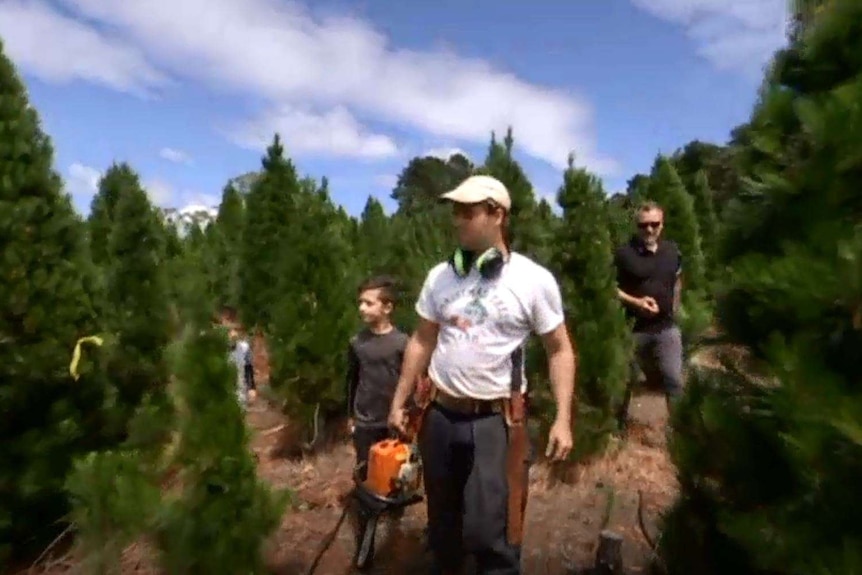 A man holding a chainsaw wearing a pair of earmuffs walks among young pine trees with two young boys and another man following