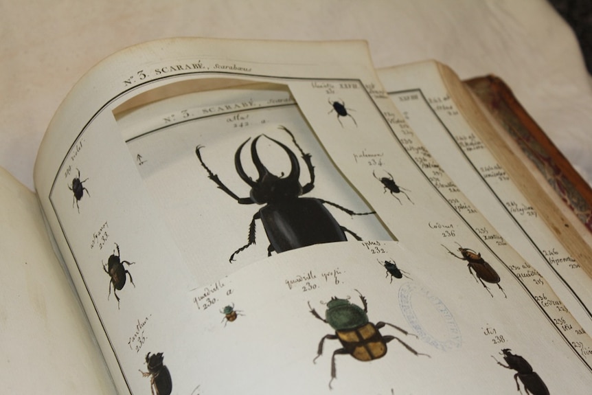 A page of The Natural History of Insects from about 1780 showing where a picture of a beetle has been cut out.