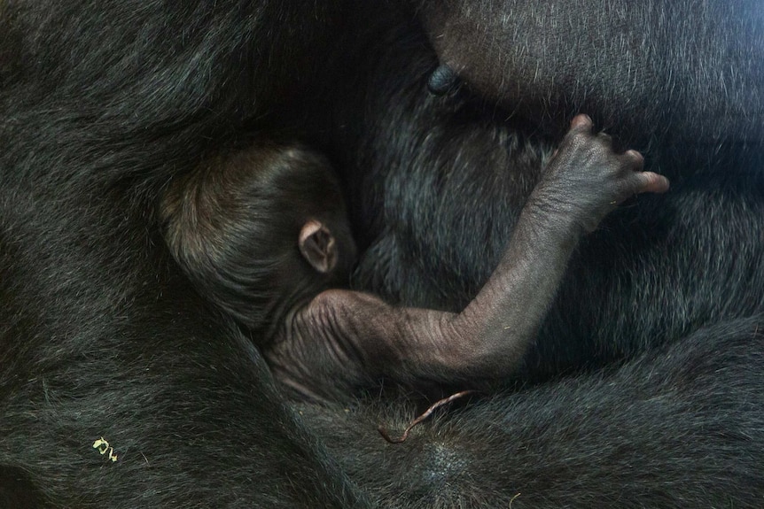 Calaya and Moke gorillas in Smithsonian zoo in the US