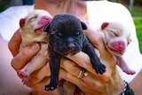 Three newborn puppies in a woman's hands.