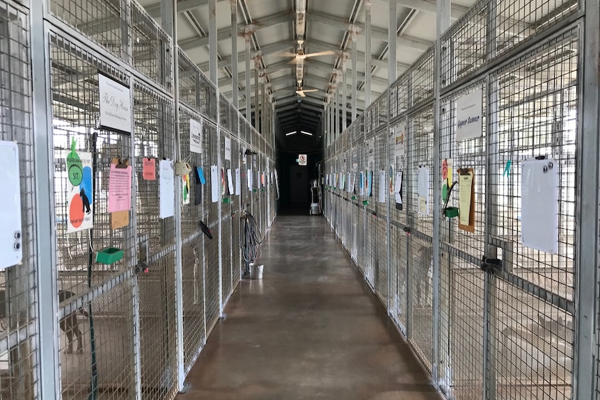 A row of cages at the Alice Springs animal shelter.