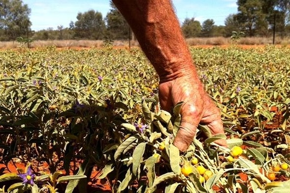 Bush tomato