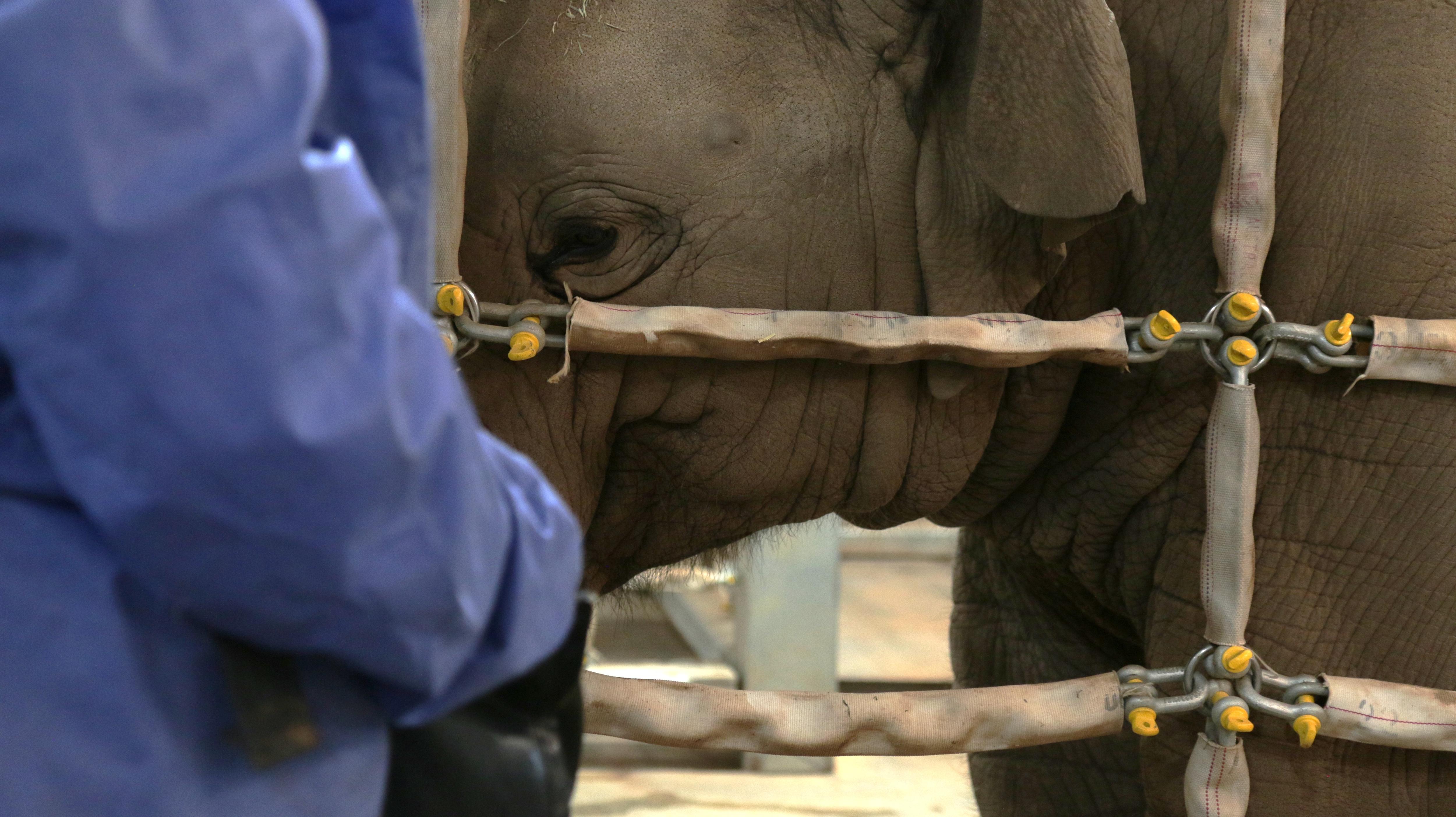 A close-up of the elephant calf behind the barrier, with a person in scrubs in the front of the shot. 