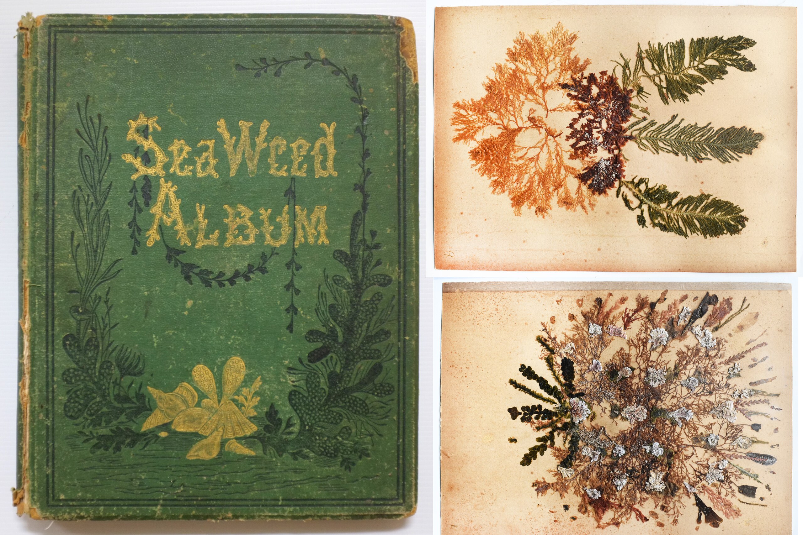 Varias imágenes de un álbum victoriano de algas con tapa verde. 