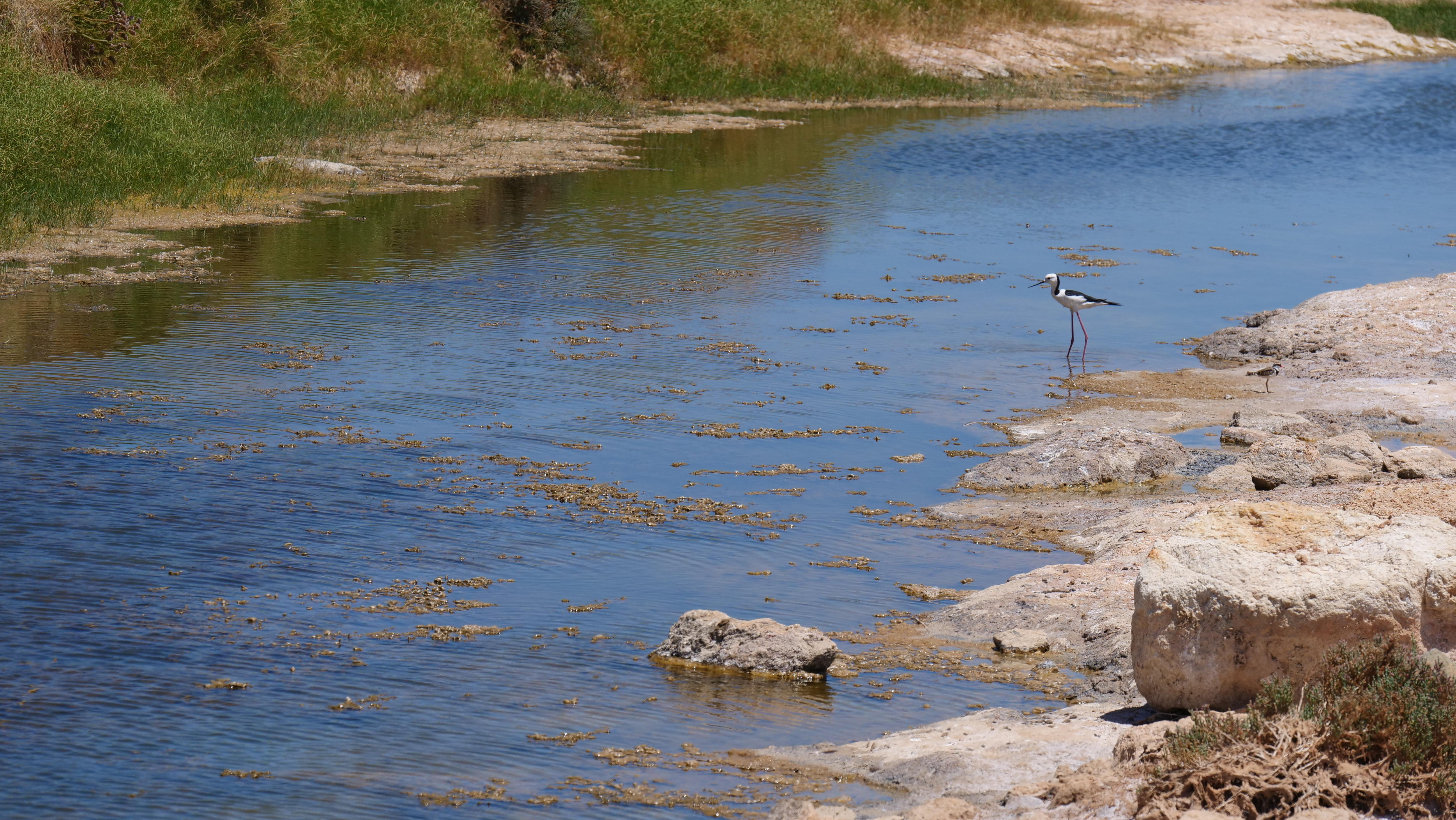 Un pájaro se encuentra sobre una roca junto a un arroyo que atraviesa un área protegida