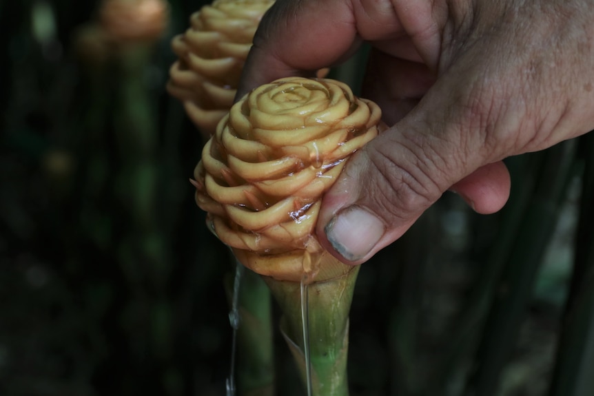 A close up of a yellow beehive-like flower which is being squeezed by a hand, with clear juice coming out of it.