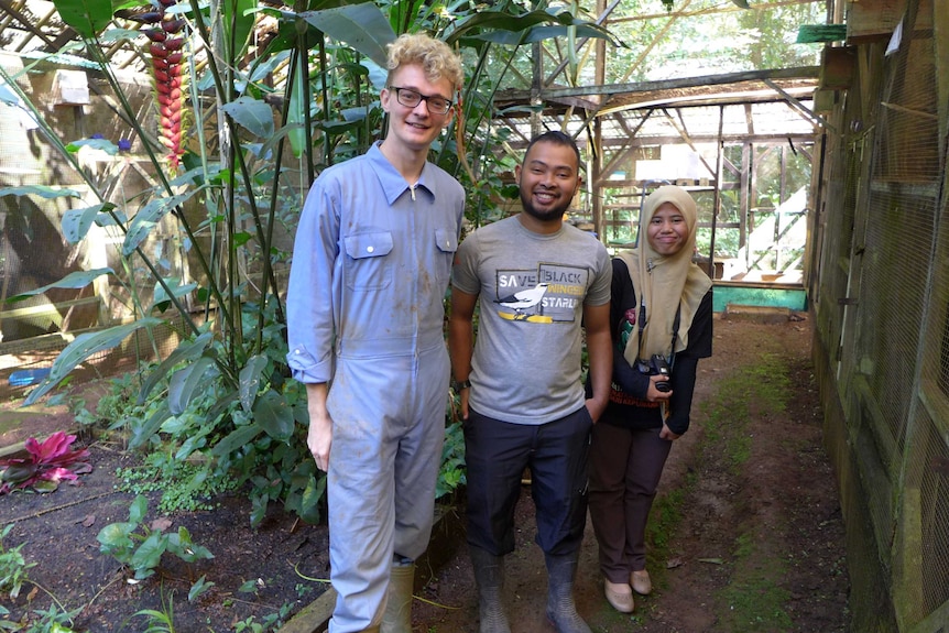 The Silent Forest: Songbirds ABC listen The Silent Forest: Songbirds ABC listen