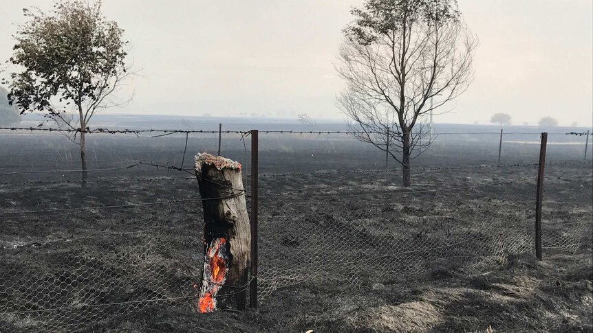 A burnt-out tree stump after the Carwoola fire swept through the area.
