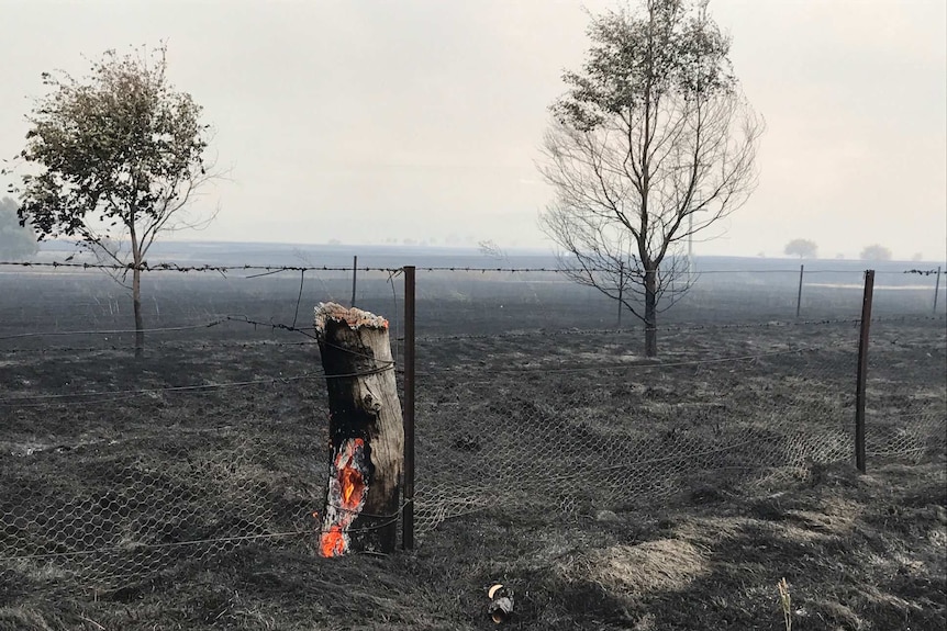 A burnt-out tree stump after the Carwoola fire swept through the area.