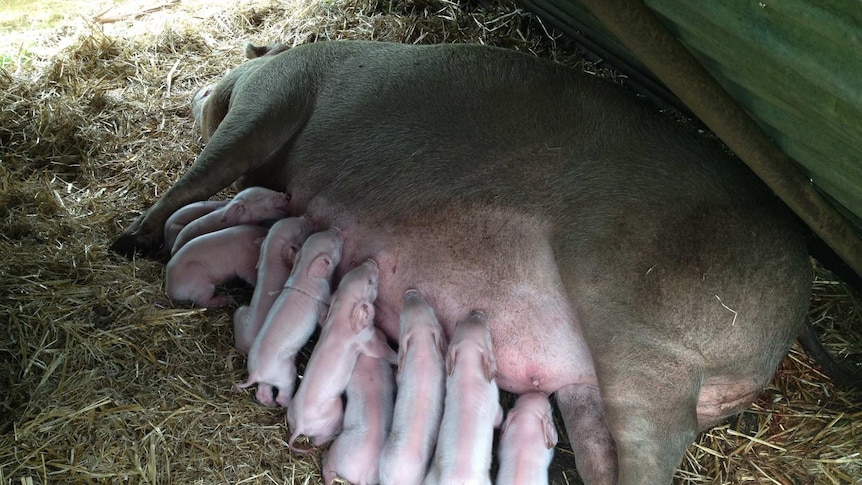 Newborn free-range piglets suckling at the Killara free-range big farm, Boyup Brook, Western Australia