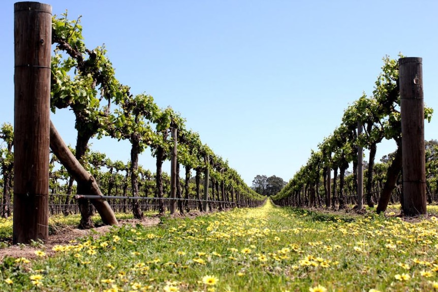 in between two vineyard rows