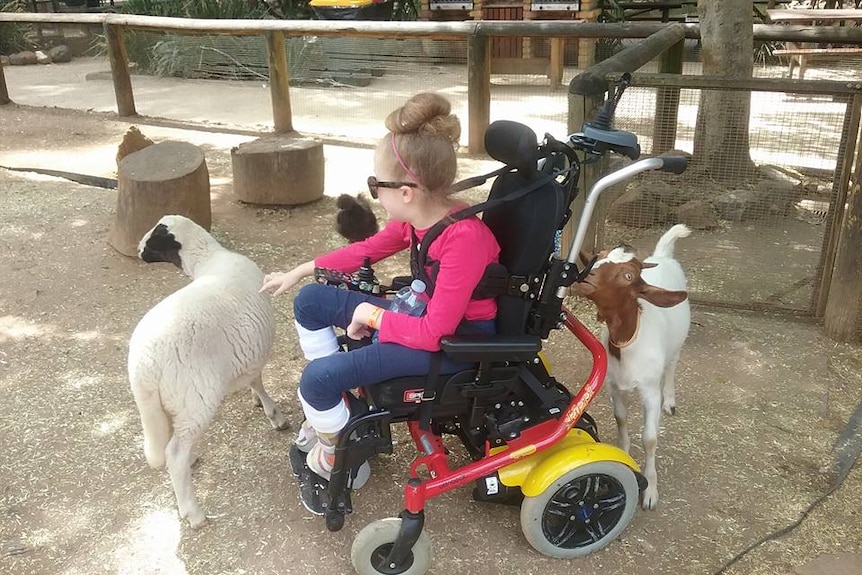 A girl sits in a wheelchair and pats a lamb. A goat chews on her wheelchair behind her.