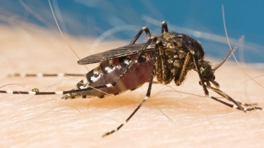 A close-up picture of a mosquito on a person's hand