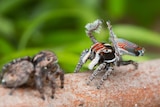 Maratus electricus, a new species of peacock spiders.