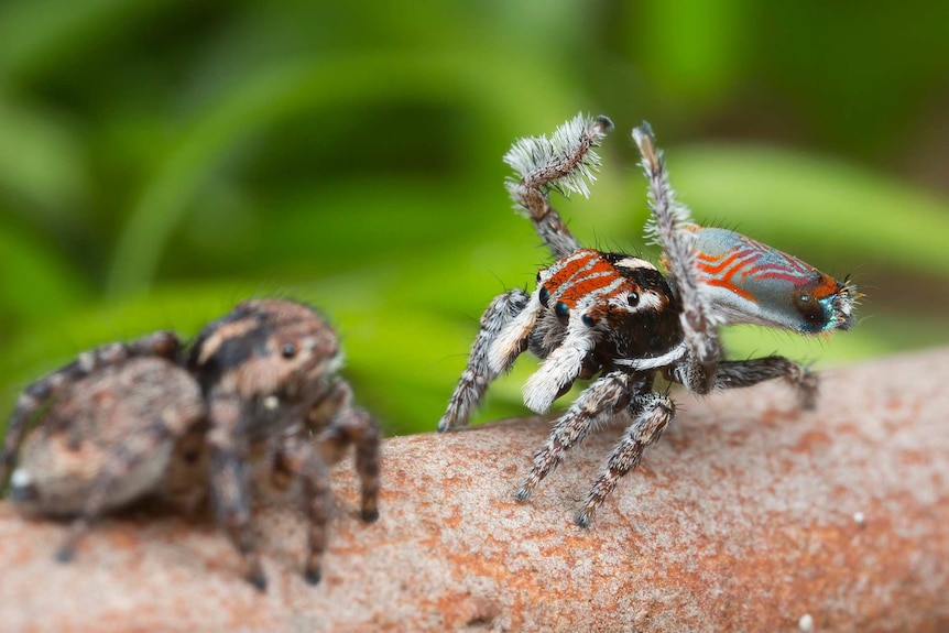 Maratus electricus, a new species of peacock spiders.