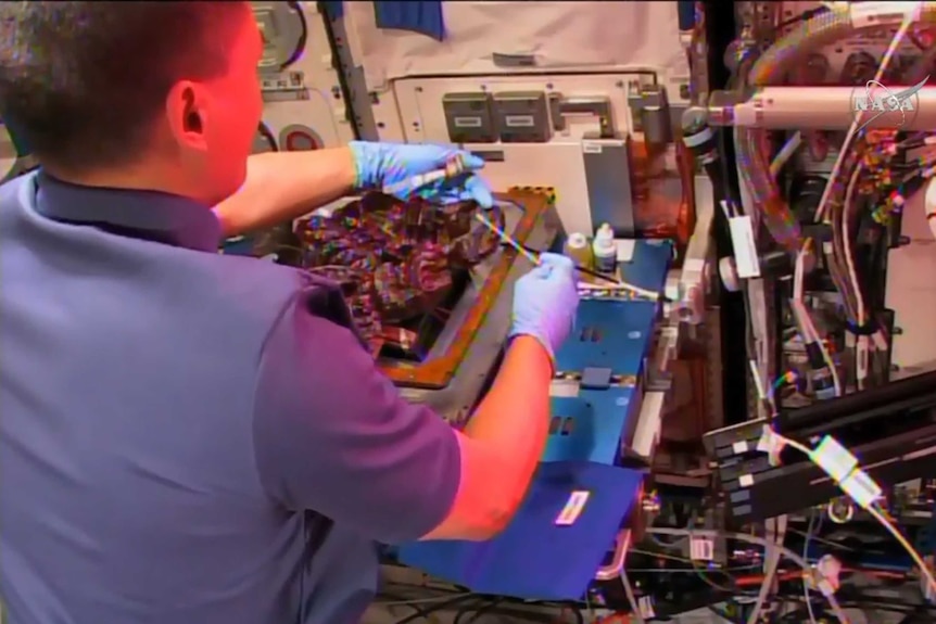 Astronaut harvests space lettuce