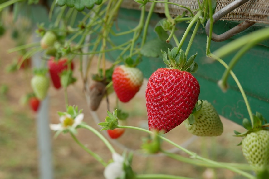 Red strawberry hangs over planter with other strawberries around it