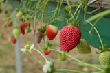 Red strawberry hangs over planter with other strawberries around it