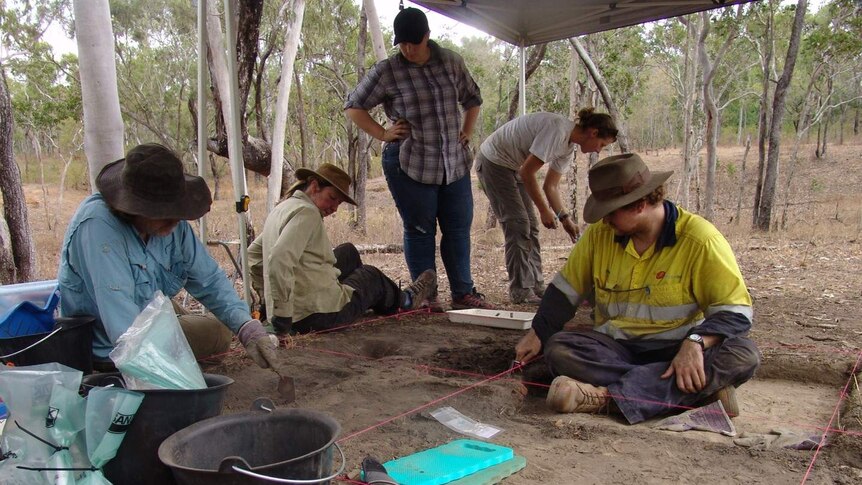 A team of archaeology researchers dig at a site on the Cape York Peninsula.