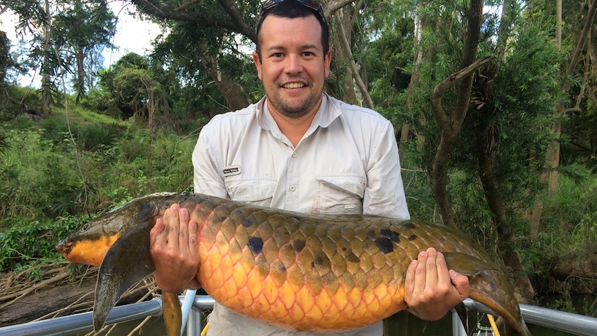 A man holds a green and orange lungfish which is over a metre long.