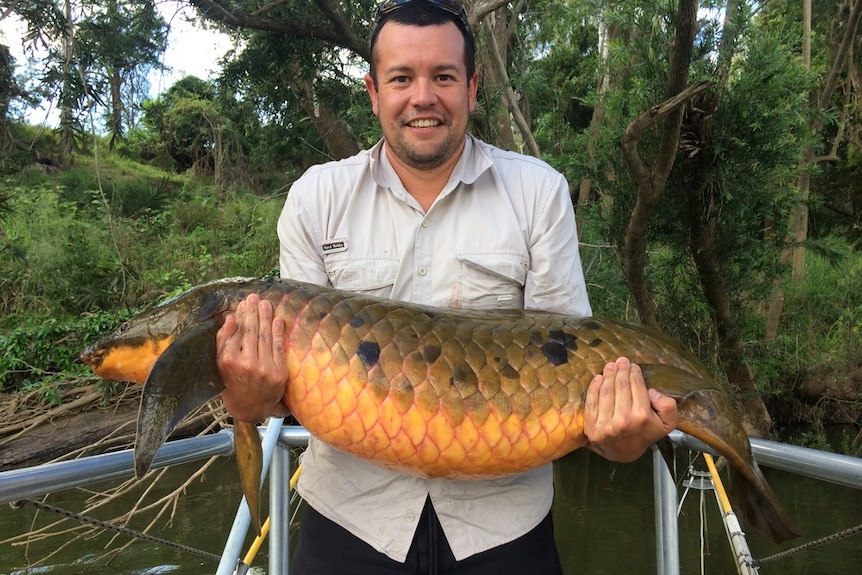 A man holds a green and orange lungfish which is over a metre long.