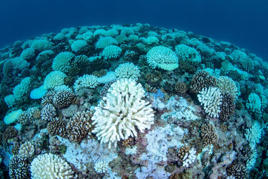 Bleached coral reef on Moorea, March 17 - 19, 2019