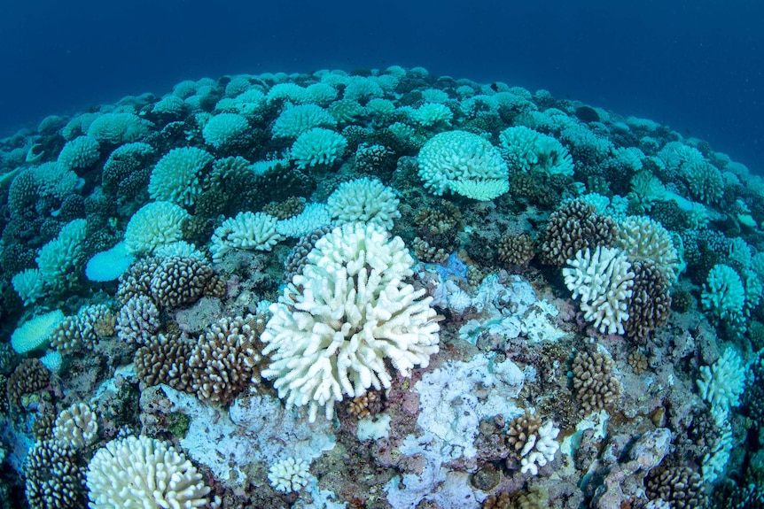 Bleached coral reef on Moorea, March 17 - 19, 2019