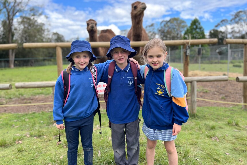 Three school children in blue school uniform standing in front of two camels at the zoo.