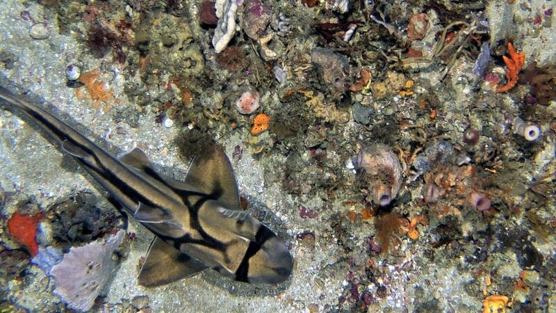 A Port Jackson shark lounges near a rocky reef sponge garden in Bass Strait.