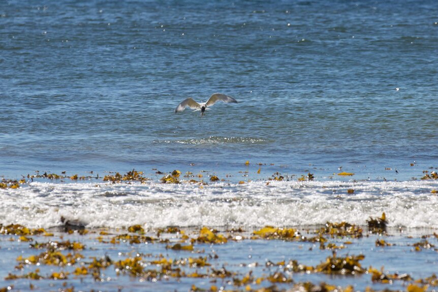 A tern hunts for fish at Dee Why