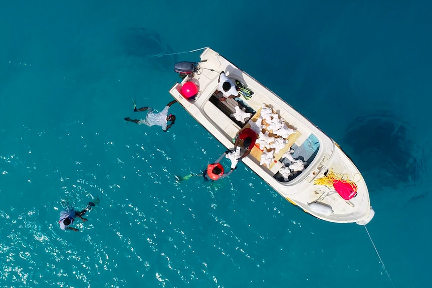 In glittering azure waters, a bird's eye view shows a boat and personnel offloading white coral-like units.