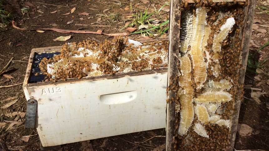 Bees creating honey in a WA hive