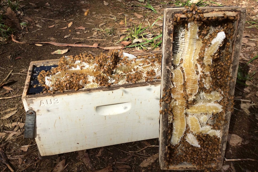Bees creating honey in a WA hive