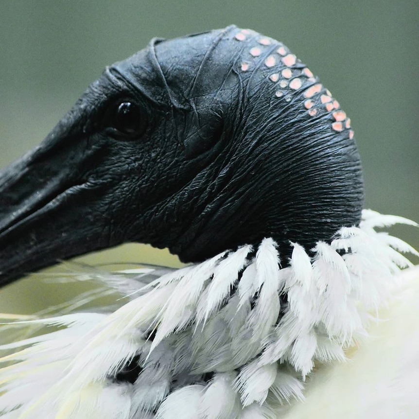 A close-up photo of an ibis's head.