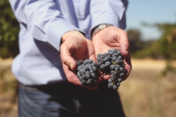 A  photo of a person from shoulders down, wearing light blue shirt an blue jeans, holds out  bunches of dark grapes.