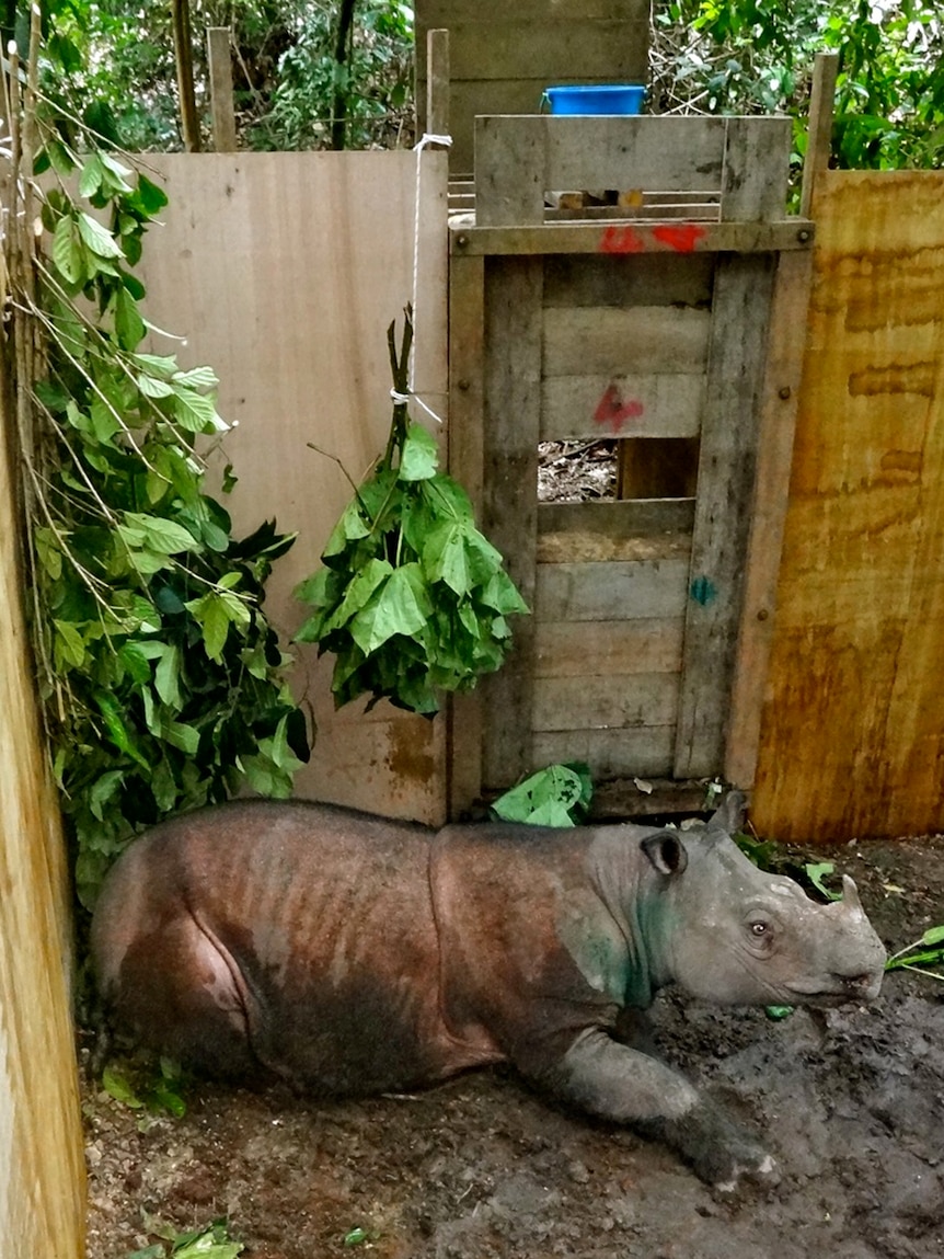 Sumatran rhino in her enclosure