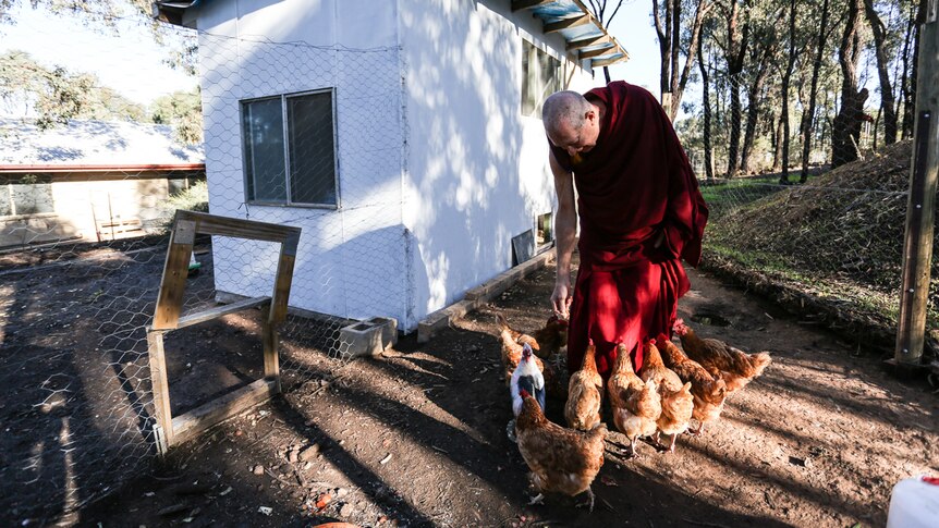 Thubten  Gyatso feeding the chickens at the chicken pen.