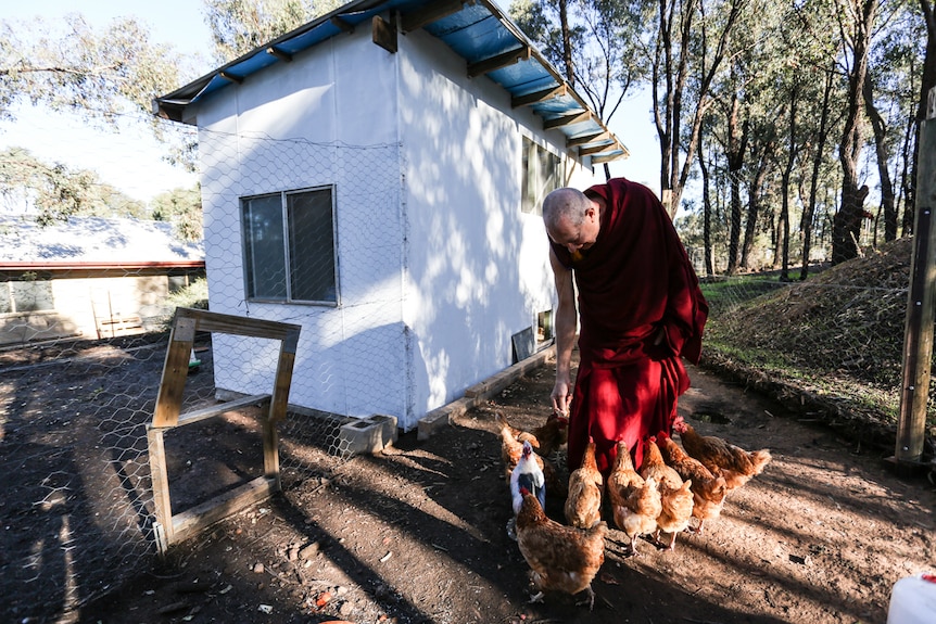 Thubten  Gyatso feeding the chickens at the chicken pen.