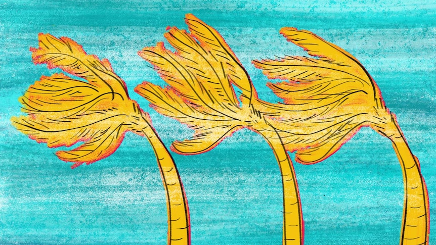 Drawing of palm trees blowing in the wind to depict what it's like to survive Australia cyclones Debbie, George and Tracy.
