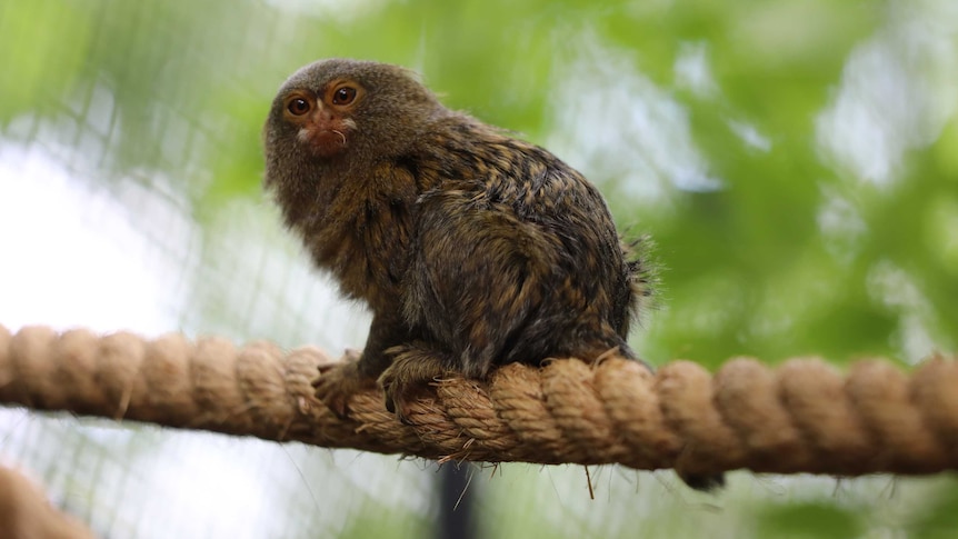 A pygmy marmoset hangs on a rope.