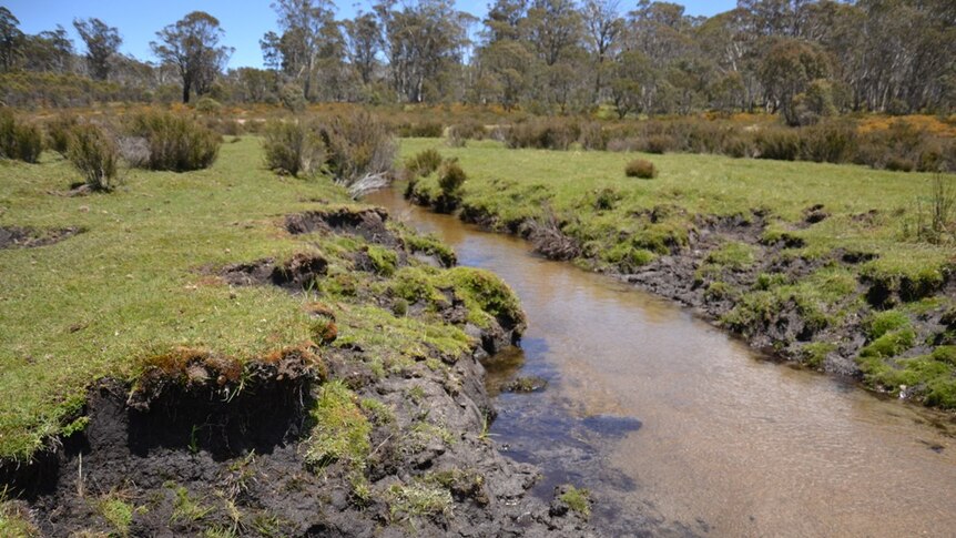 Heavy hoofed animals are doing damage to stream banks in Kosciuszko National  Park