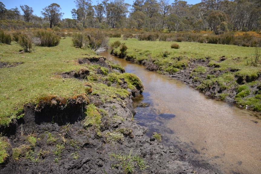 damage to stream banks in Kosciuszko National Park.