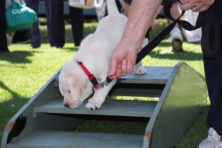 A puppy plays on a set of stairs at the event.