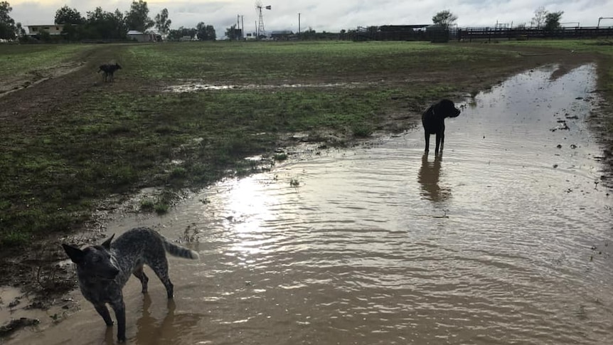 Dogs run in a large puddle with green grass on a property.