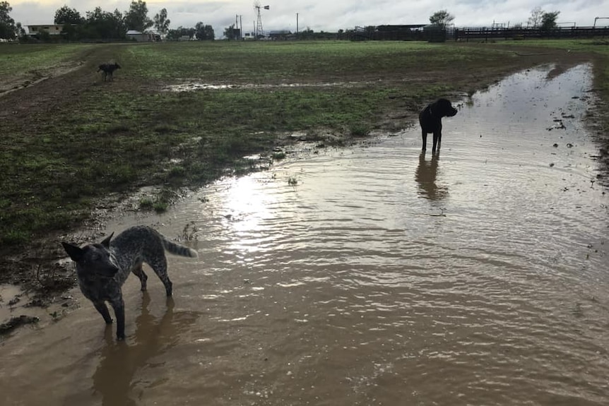 Dogs run in a large puddle with green grass on a property.