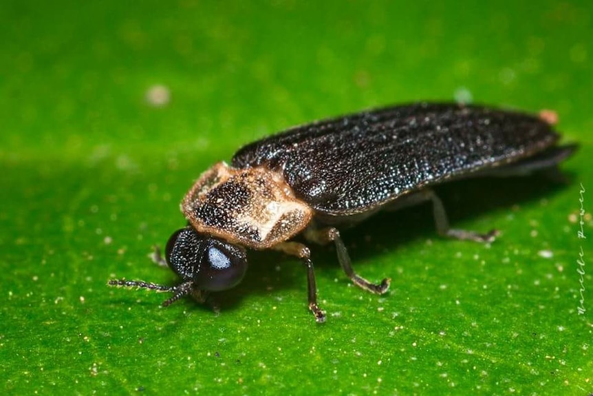 A male firefly up close