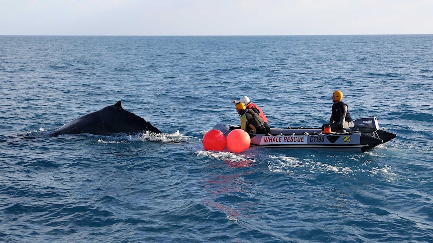 Whale freed by wildlife officers near Geraldton