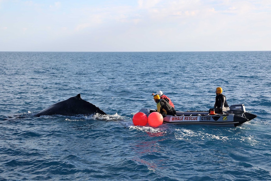 Whale freed by wildlife officers near Geraldton