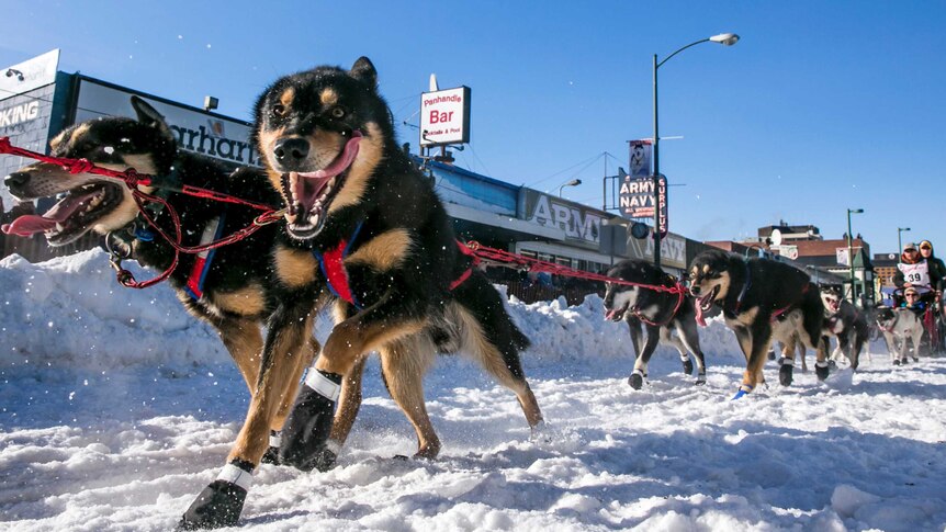 Ceremonial start to the Iditarod dog sled race
