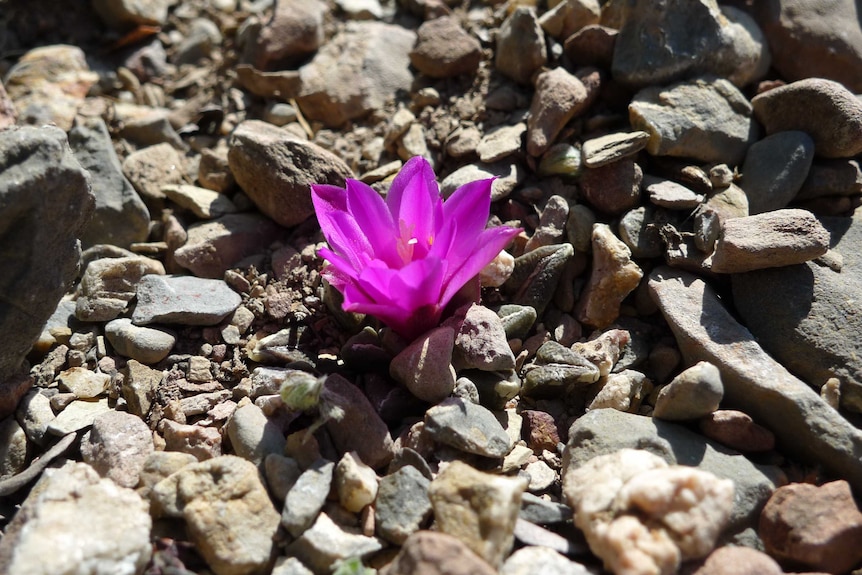 Ariocarpus kotschoubeyanus cactus